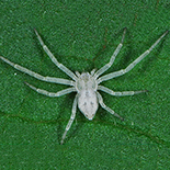 Gephyrota glauca